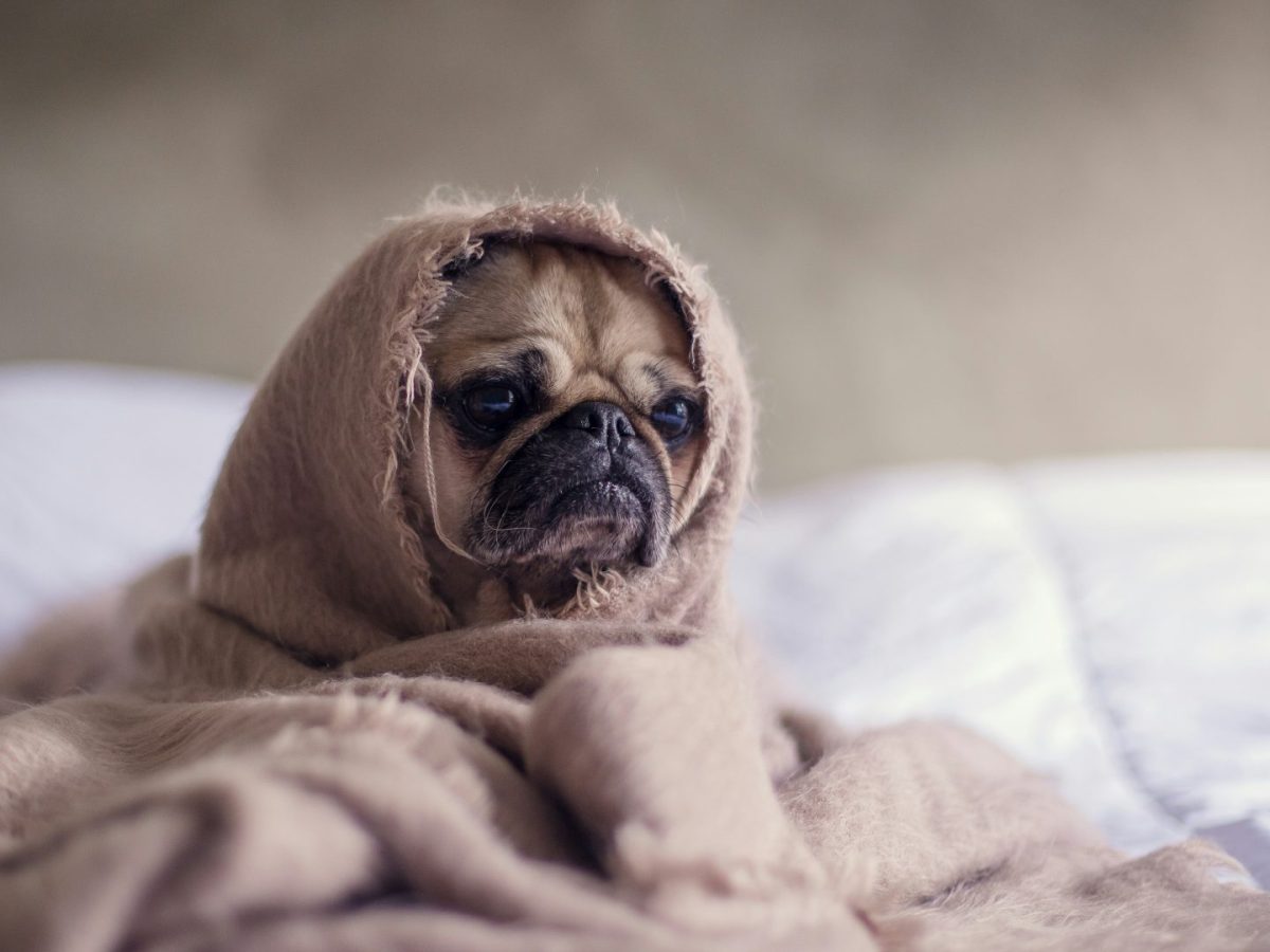 Alimentation et Vitalité : combattez la fatigue de&nbsp;Février